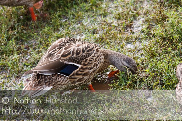 A duck on the National Mall